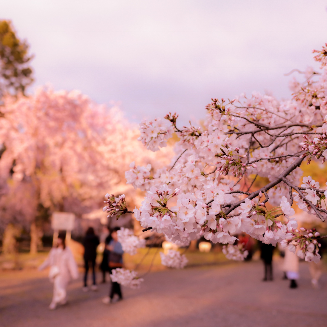 Hanami Bliss: Cherry Blossoms, Sake, and Culinary Companions